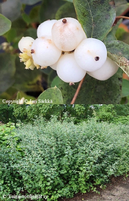 Symphoricarpos albus var. laevigatus